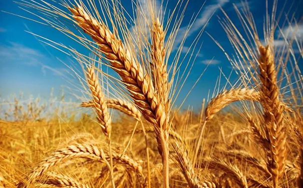 立邦、三棵樹、亞士、嘉寶莉等爭相追求國家好政策！